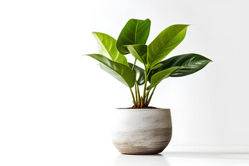 Obraz na płótnie Canvas Isolated Potted Houseplant - Indoor Nature and Greenery Concept 
