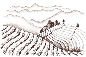 Tea plantation landscape in graphic style