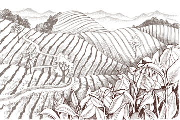 Vintage retro style image of green tea plantations