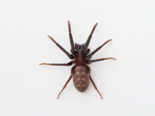 Spider on a white background. Tube-dwelling Spider. Segestria florentina.