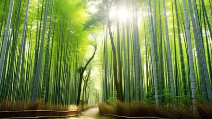 Beautiful bamboo tunnel