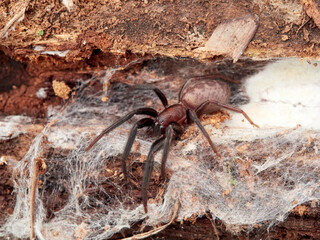 Spider on a white background. Tube-dwelling Spider. Segestria florentina.
