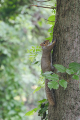 A squirrel on tree on the Delaware Raritan Canal in New Jersey 