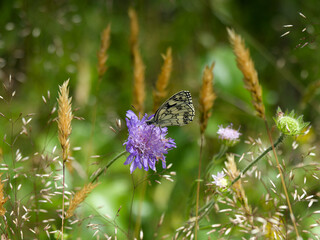 A Marbled white (Melanargia galathea). Attractive black and white butterfly with preference for purple flower such a field scabious (Scabiosa arvensis)
