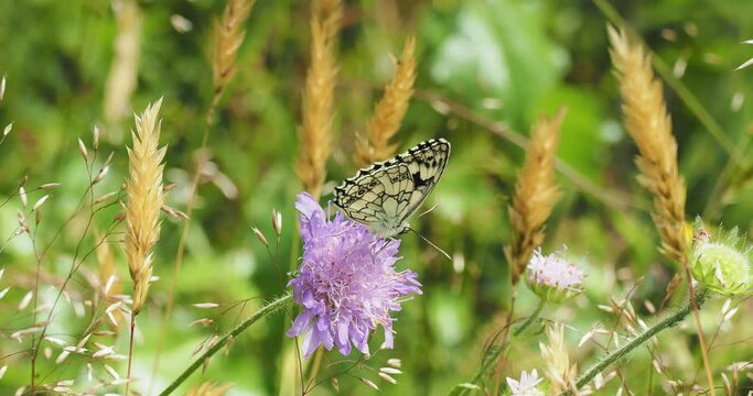 Melanargia galathea or Marbled white butterfly with monochrome colouring, feeding on the nectar of a field scabious (Scabiosa arvensis)
