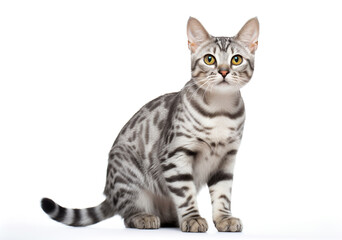 Silver bengal cat isolated on white background.