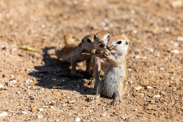 Naklejka na ściany i meble Three round-tailed ground squirrel, Xerospermophilus tereticaudus, siblings rough housing and play fighting in the Sonoran Desert. Funny antics by cute wildlife. Pima County, Tucson, Arizona, USA.
