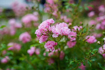 Obraz premium Rose flower on background blurry pink roses flower in the garden of roses. Nature.