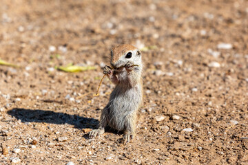 Juvenile round-tailed ground squirrel, Xerospermophilus tereticaudus, eating a mesquite flower stem while standing on their back legs in the Sonoran Desert. Cute and adorable wildlife. Tucson, AZ.
