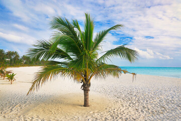 Idyllic Beach with Palm Trees at the Maldives, Indian Ocean