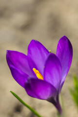 Fioletowy krokus z ż&oacute;łtymi pręcikami