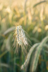 Zbliżenie na niedojrzały kłos zboża