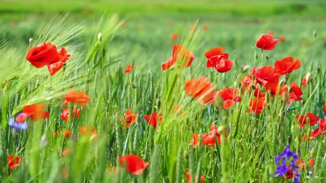 Rural field with poppy flowers on natural green sunny background. 