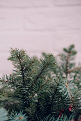 Christmas tree branch with red berries on a white brick wall background.