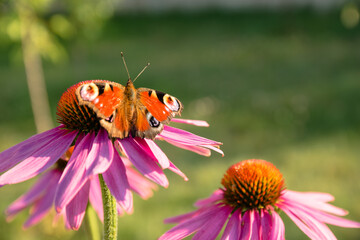 Motyl z rozprostowanymi skrzydłami na kwiecie jeżówki