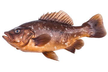 Fototapeta premium Bronze Bass fish. Transparent background. generative AI