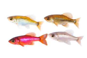 Obraz premium Garnet Glide fish . Transparent background. generative AI