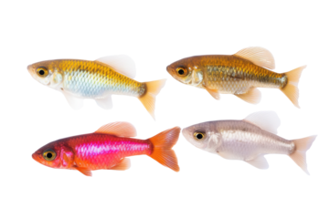  Garnet Glide fish . Transparent background. generative AI