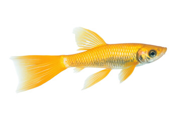 Golden Guppy fish. Transparent background. generative AI