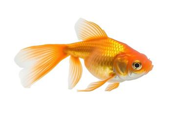 Graceful Goldfish fish. Transparent background. generative AI