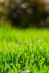 green grass background