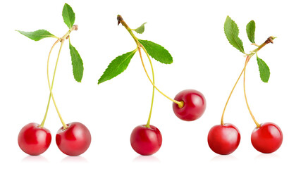 three different sprigs of cherry with leaves on a white isolated background
