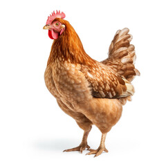Brown chicken hen standing isolated on white background. By Generative AI.