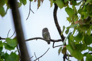 Spotted owlet on top of tree and watching. Spotted owlet is a small owl which breeds in tropical Asia. Bangkok, Thailand.	