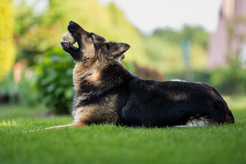 German shepherd lying with a ball in his mouth.