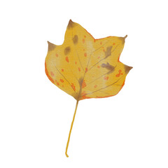 Watercolor American Tulip Leaf in Autumn