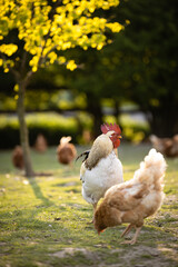 Hen in a farmyard (Gallus gallus domesticus)