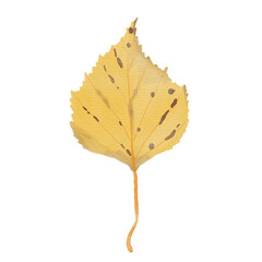 Watercolor Yellow Birch Leaf in Autumn