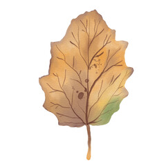 Watercolor Silver Poplar Leaf in Autumn