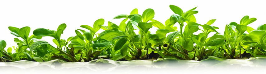 Obraz premium Banner with fresh green salad. Natural organic background. Generative AI