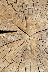 Fototapeta premium Slice of wood timber with rings and cracks as natural pattern, abstract nature background. Natural wooden organic texture wallpaper, design element, monochrome nature gradient colored