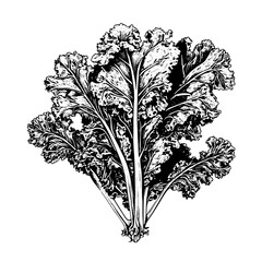 kale vector drawing. Isolated hand drawn, engraved style illustration - obrazy, fototapety, plakaty