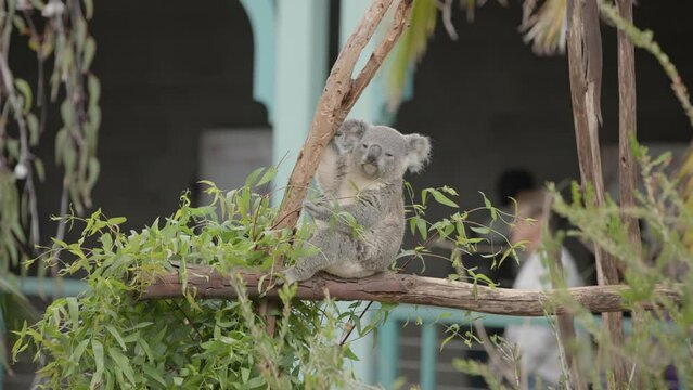 Close up of a Koala bear mammal from Australia sits on tree branch munching and eating food and leaves in slo mo slow motion at the San Diego zoo