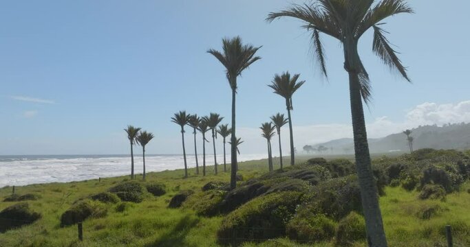 Aerial: Nikau palm trees, farmland and the ocean South Island, New Zealand