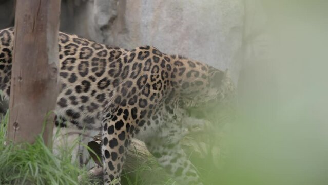 Leopard paces and walks around zoo exhibit in slow motion, stressed and trapped within trees, branches, leaves, the ground, and fence