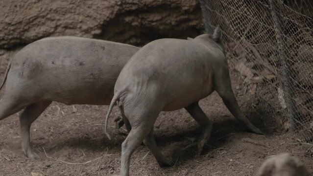 Large pigs, known as Babirusa, play and fight in slow motion in San Diego zoo exhibit with dirt flying as the mammals socialize and push their heads together around enclosure