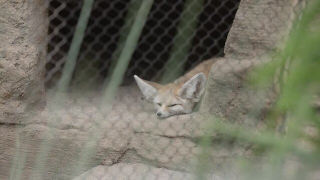 Fennec fox, a popular and cute mammal, rests, lays, and sleeps at popular zoo within exhibit in slow motion