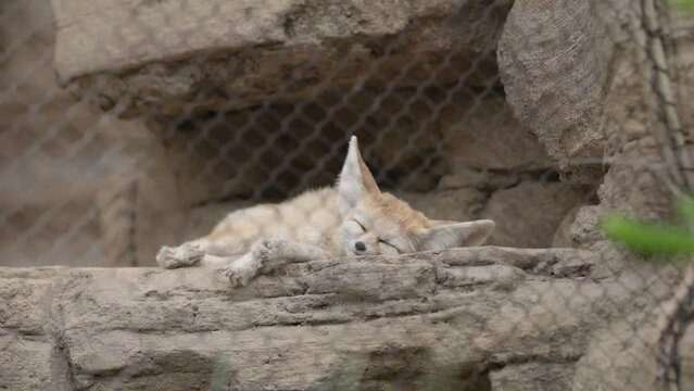 Fennec fox, a popular and cute mammal, rests, lays, and sleeps at popular zoo within exhibit in slow motion