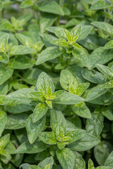 Green leaves of oregano outdoors.