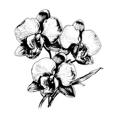 orchid vector drawing. Isolated hand drawn, engraved style illustration - obrazy, fototapety, plakaty