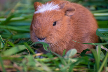 Guinea pig feeding on grass