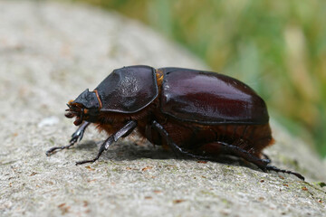 Closeup on the rare European rhinoceros beetle, Oryctes nasicornis