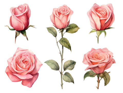 Pink white vintage roses flowers set. Colorful pencil watercolor illustration. Generative AI
