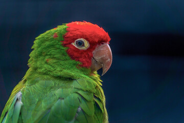 Red-masked parakeet