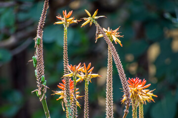 typische Vegetation eines kanarischen Gartens