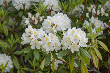 White flowers on rhododendron outdoors.